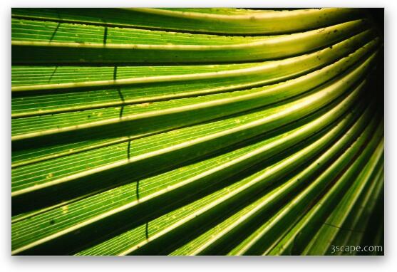 Abstract Palm leaves Fine Art Metal Print