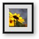 Buy Framed Print