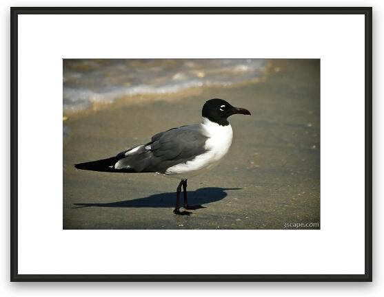Sea gull Framed Fine Art Print