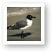 Sea gull Art Print