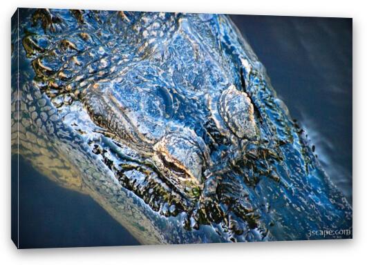 Alligator Fine Art Canvas Print