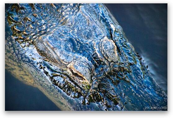 Alligator Fine Art Print