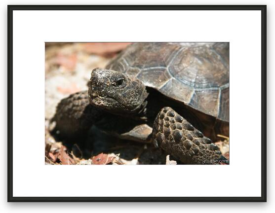 Turtle Framed Fine Art Print