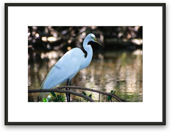 White Egret Framed Fine Art Print