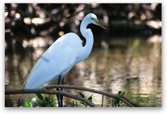 White Egret Fine Art Metal Print