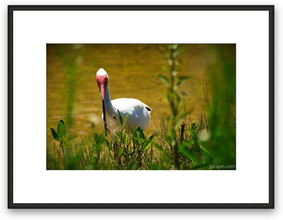 White Ibis Framed Fine Art Print