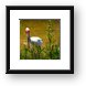 White Ibis Framed Print