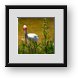 Buy Framed Print