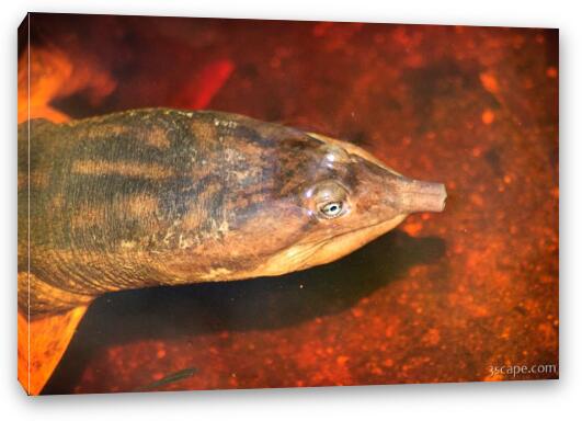 Some sort of water turtle Fine Art Canvas Print