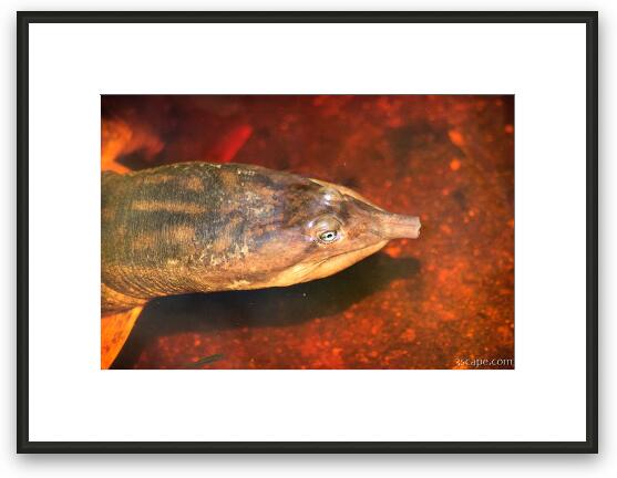 Some sort of water turtle Framed Fine Art Print