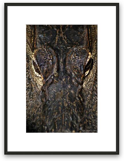 Alligator Framed Fine Art Print