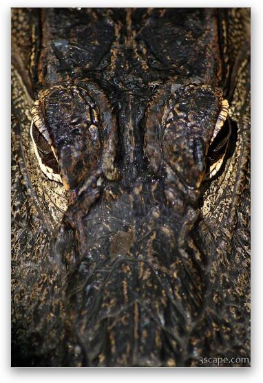 Alligator Fine Art Metal Print