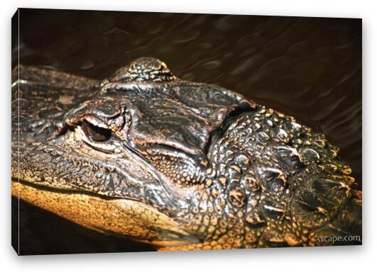 Alligator Fine Art Canvas Print