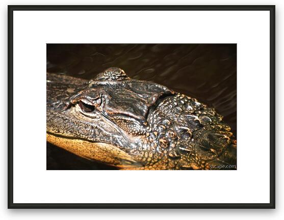 Alligator Framed Fine Art Print