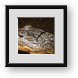 Buy Framed Print