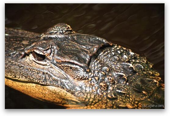 Alligator Fine Art Print