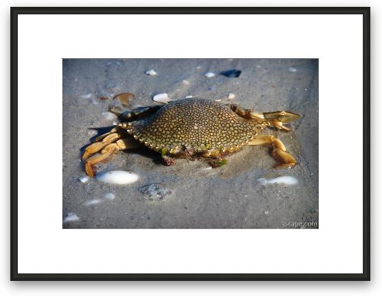 Dead crab Framed Fine Art Print