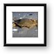 Dead crab Framed Print