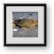 Buy Framed Print