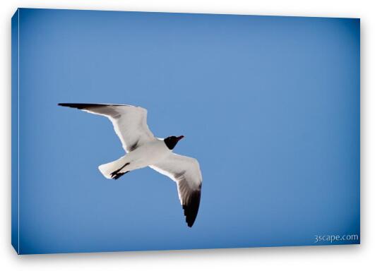 Sea gull Fine Art Canvas Print