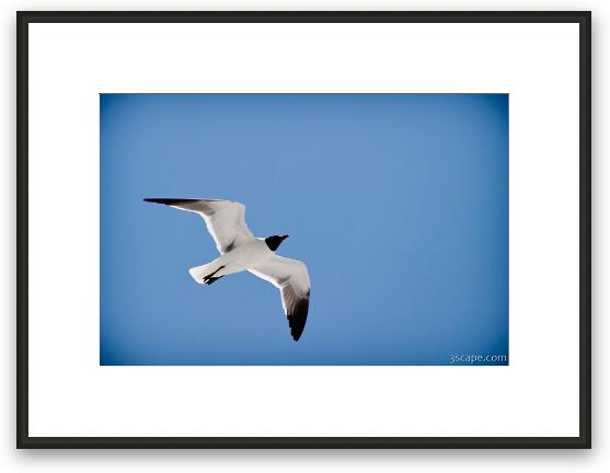 Sea gull Framed Fine Art Print