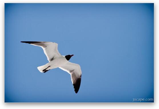 Sea gull Fine Art Print