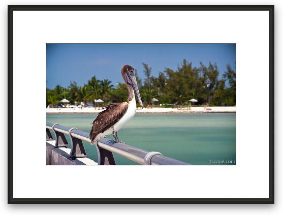 Pelican Framed Fine Art Print
