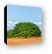 Large Guanacaste tree Canvas Print