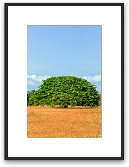 Large Guanacaste tree Framed Fine Art Print