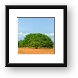 Large Guanacaste tree Framed Print