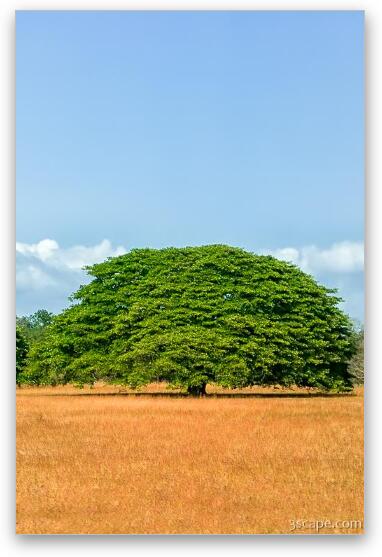 Large Guanacaste tree Fine Art Metal Print