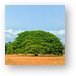 Large Guanacaste tree Metal Print