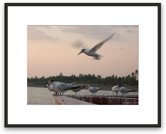 Seagulls Framed Fine Art Print
