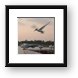 Seagulls Framed Print