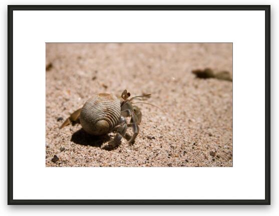 Hermit crab Framed Fine Art Print