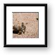Hermit crab Framed Print
