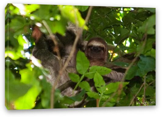 Sloth hanging out and smiling in the trees Fine Art Canvas Print