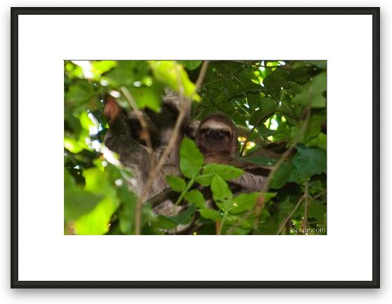 Sloth hanging out and smiling in the trees Framed Fine Art Print