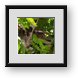 Buy Framed Print