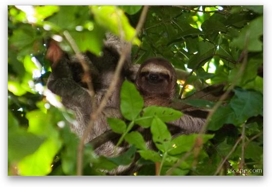 Sloth hanging out and smiling in the trees Fine Art Metal Print