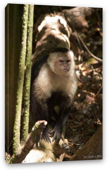 Angry white faced monkey Fine Art Canvas Print