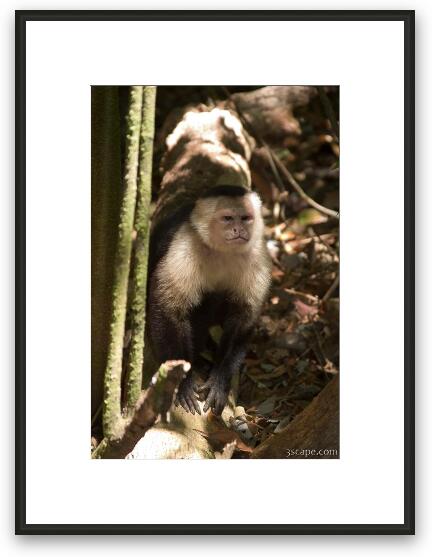 Angry white faced monkey Framed Fine Art Print