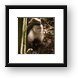 Angry white faced monkey Framed Print