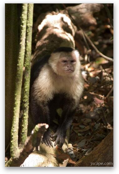 Angry white faced monkey Fine Art Metal Print