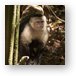 Angry white faced monkey Metal Print