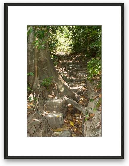 Trail through Manuel Antonio National Park Framed Fine Art Print