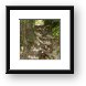 Trail through Manuel Antonio National Park Framed Print