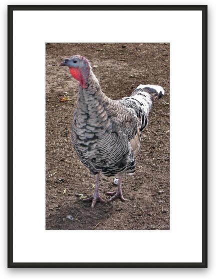 Turkey Framed Fine Art Print