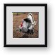 Buy Framed Print