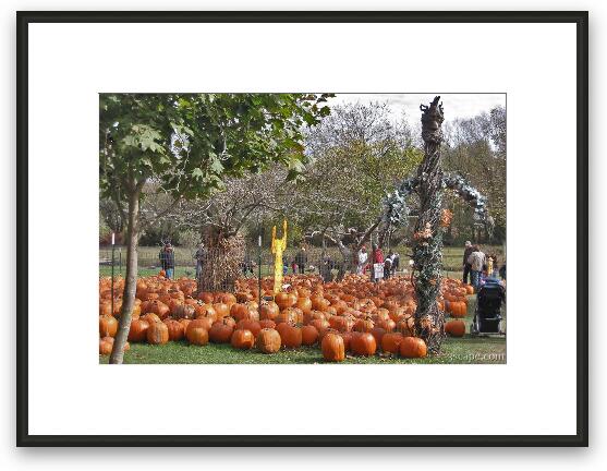 The pumpkin patch Framed Fine Art Print